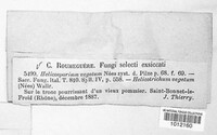Image of Helicosporium vegetum